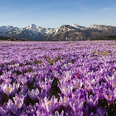 Dağ evi Koca Kronca - Velika Planina *