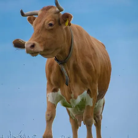 Koca Kronca - Velika Planina * Stahovica
