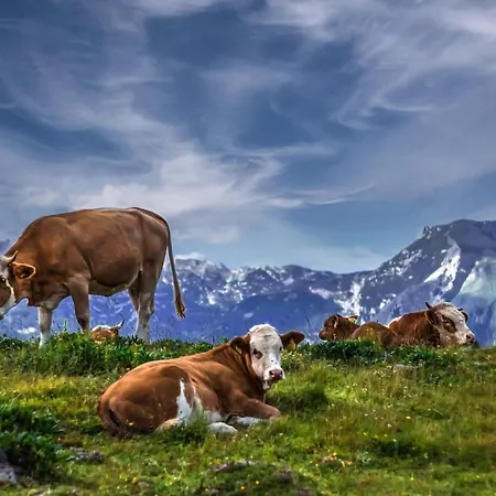 Koca Kronca - Velika Planina Stahovica