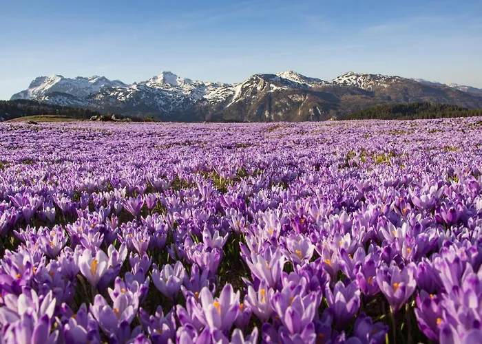 Horská chata Koca Kronca - Velika Planina *