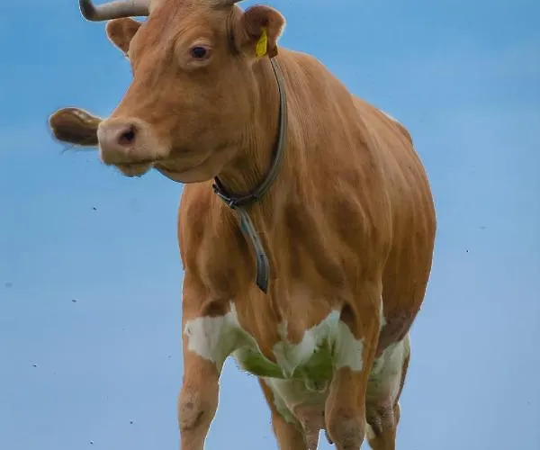 Koca Kronca - Velika Planina * Stahovica