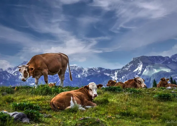 Koca Kronca - Velika Planina Stahovica