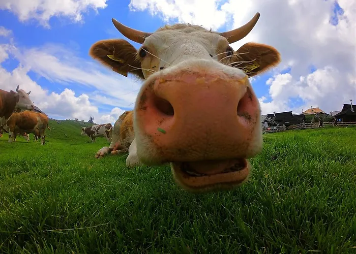 Koca Kronca - Velika Planina Horská chata Stahovica